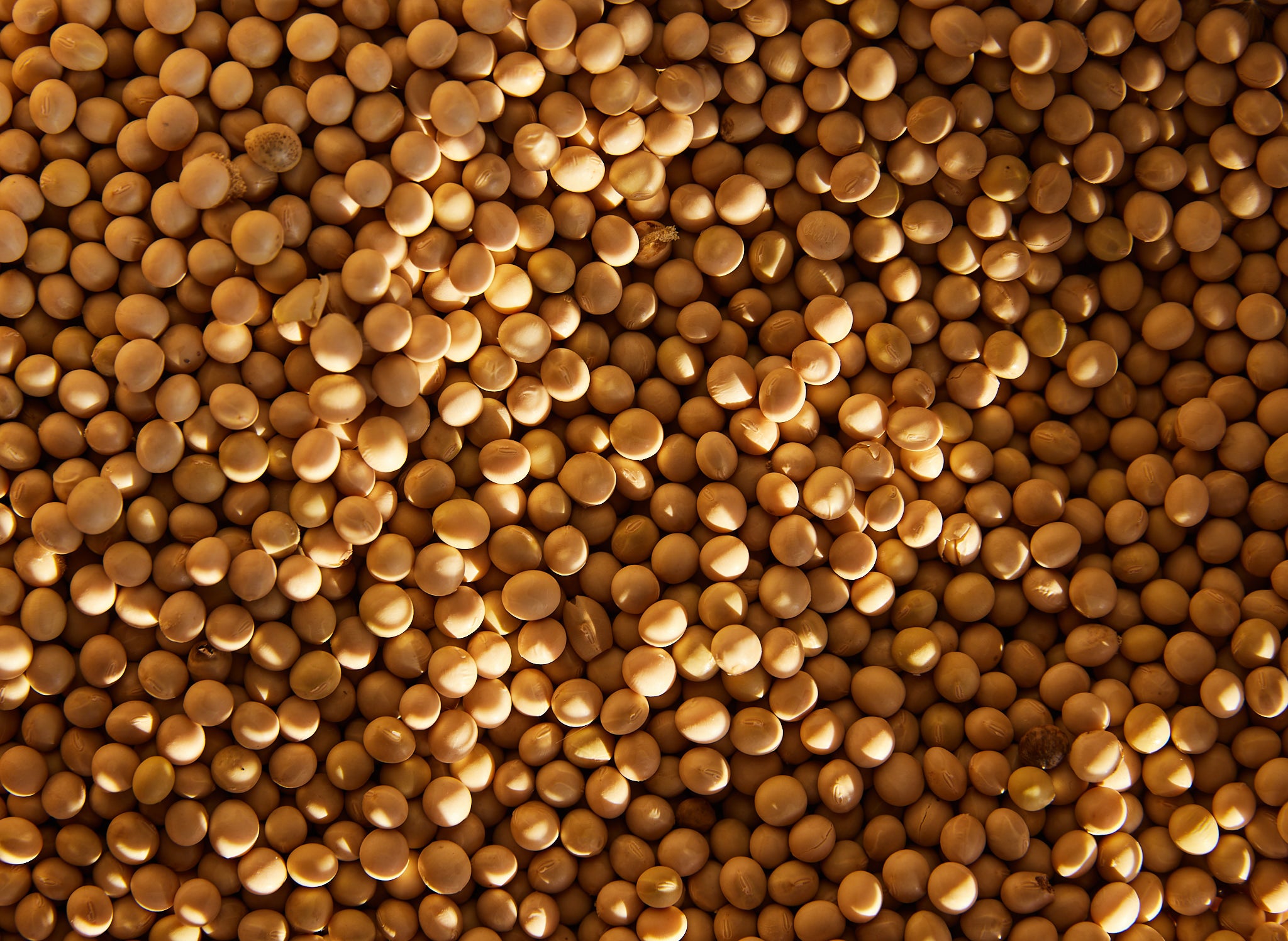 Soybean